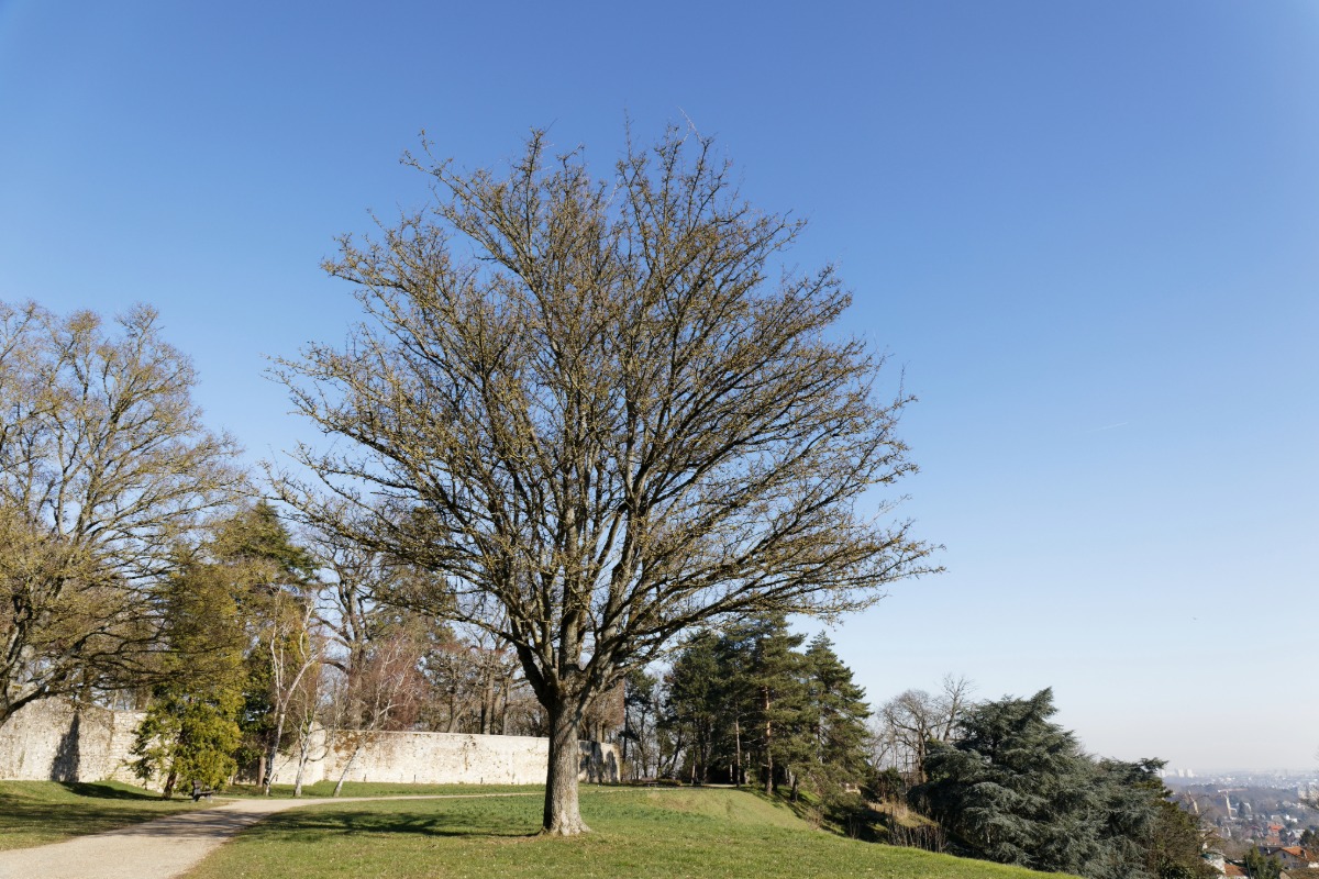 Antiquaire à Le Plessis-Robinson